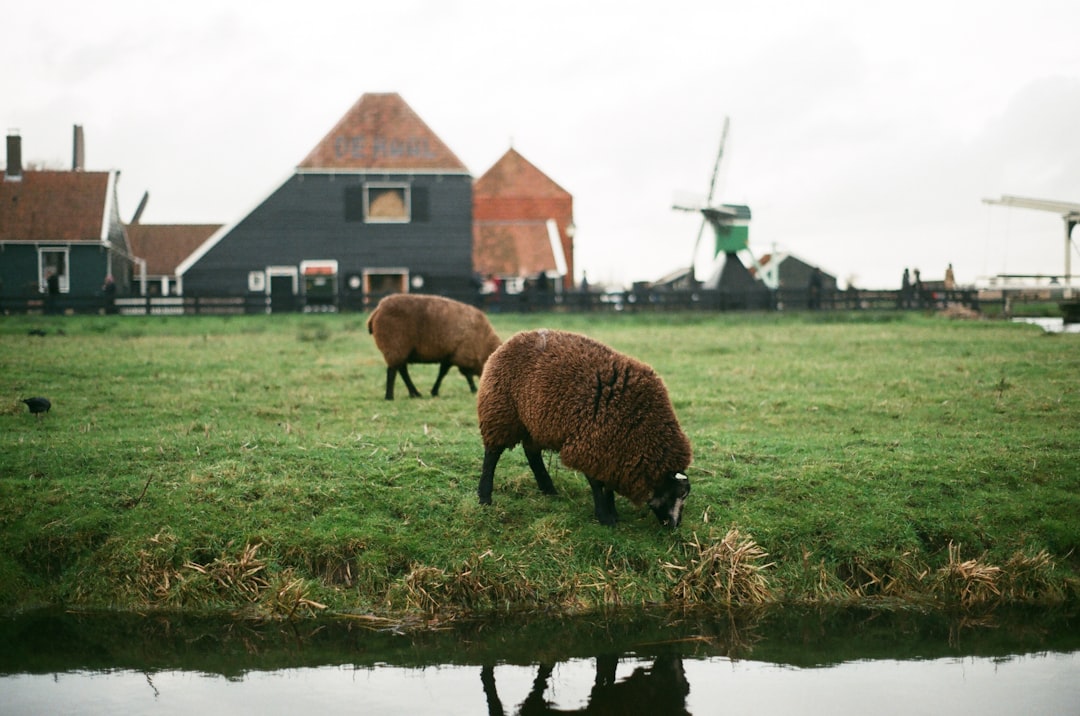 brown sheep on green grass field during daytime