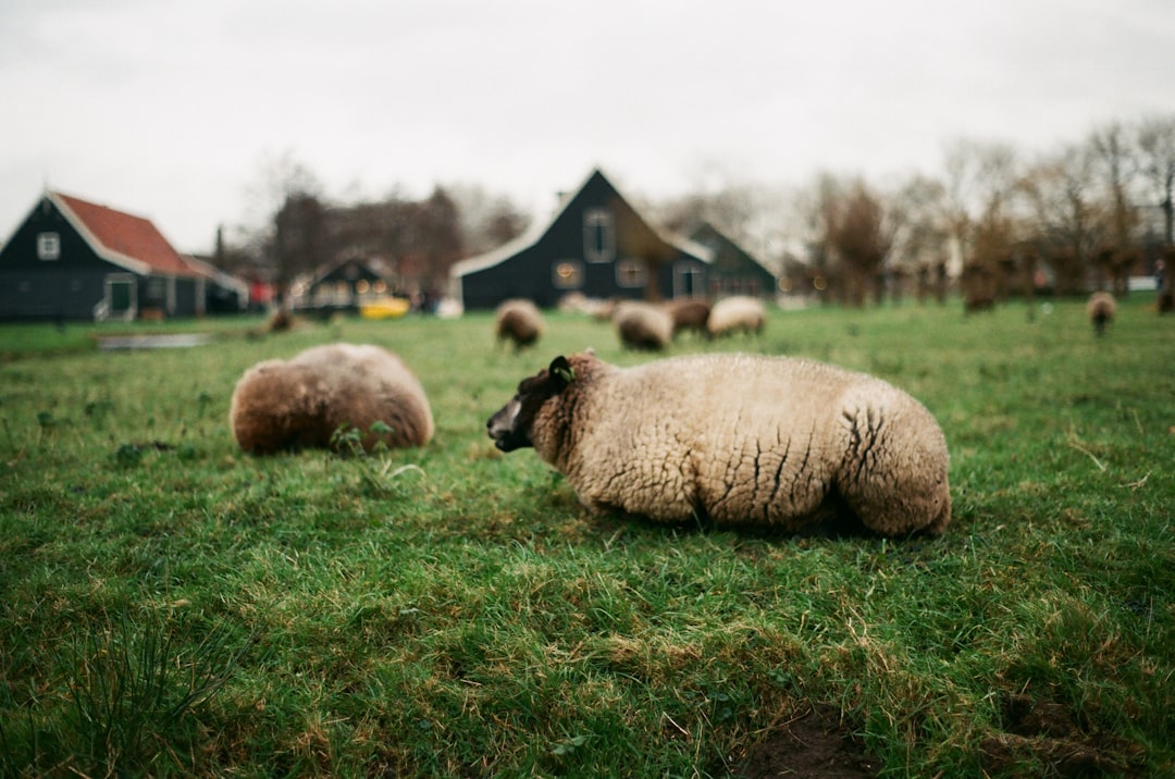 sheep on green grass field during daytime