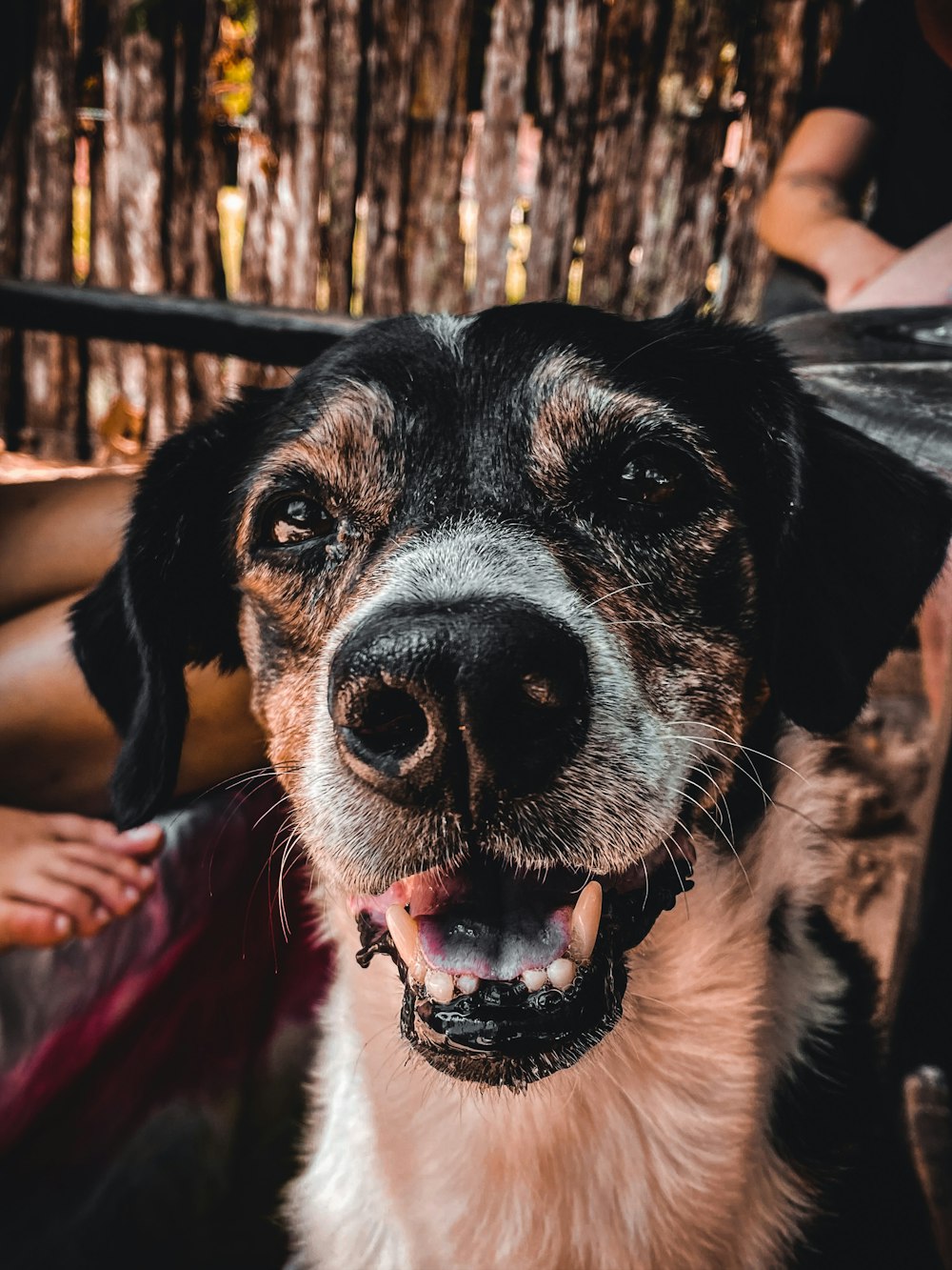 black and white short coated dog