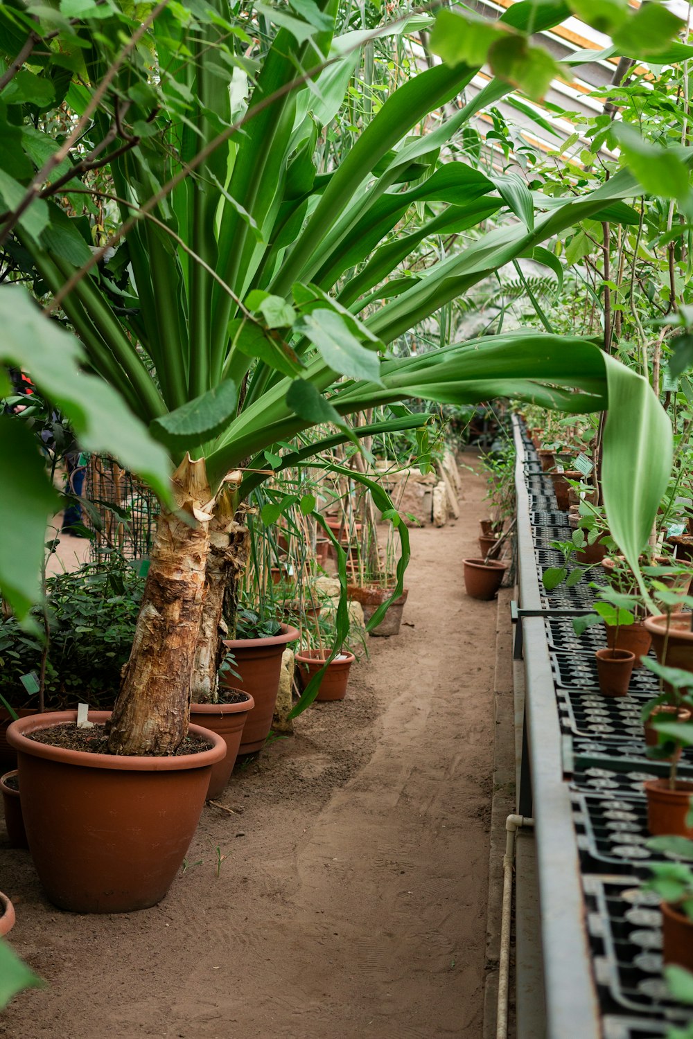 a long row of potted plants in a greenhouse