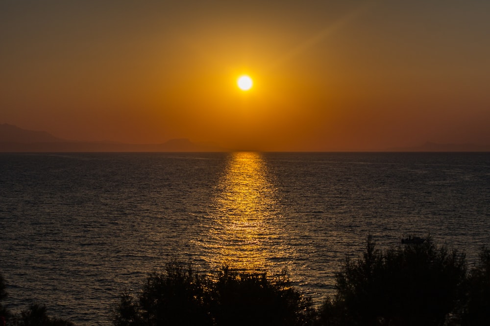 silhouette of trees during sunset