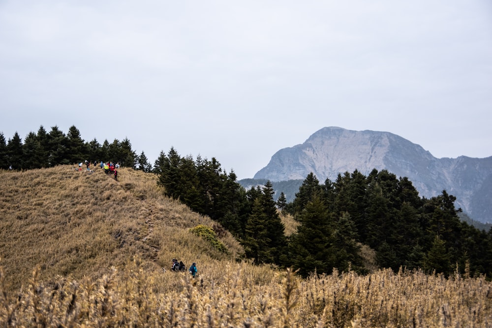 people walking on brown grass field near green trees and mountain during daytime