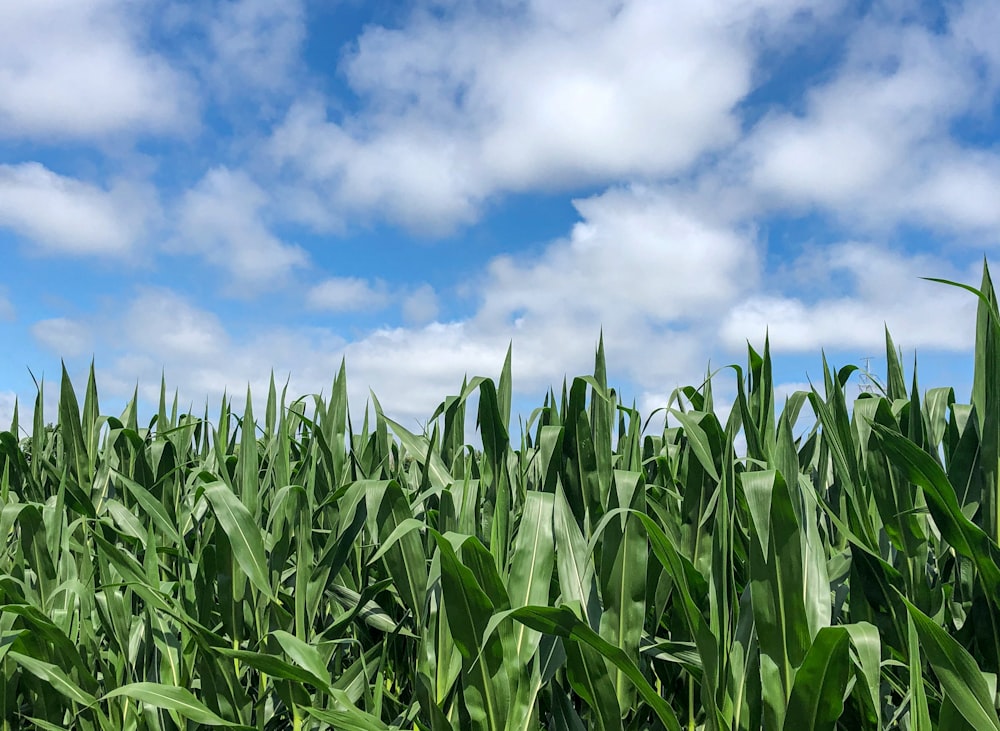 Campo de maíz verde bajo cielo azul y nubes blancas durante el día
