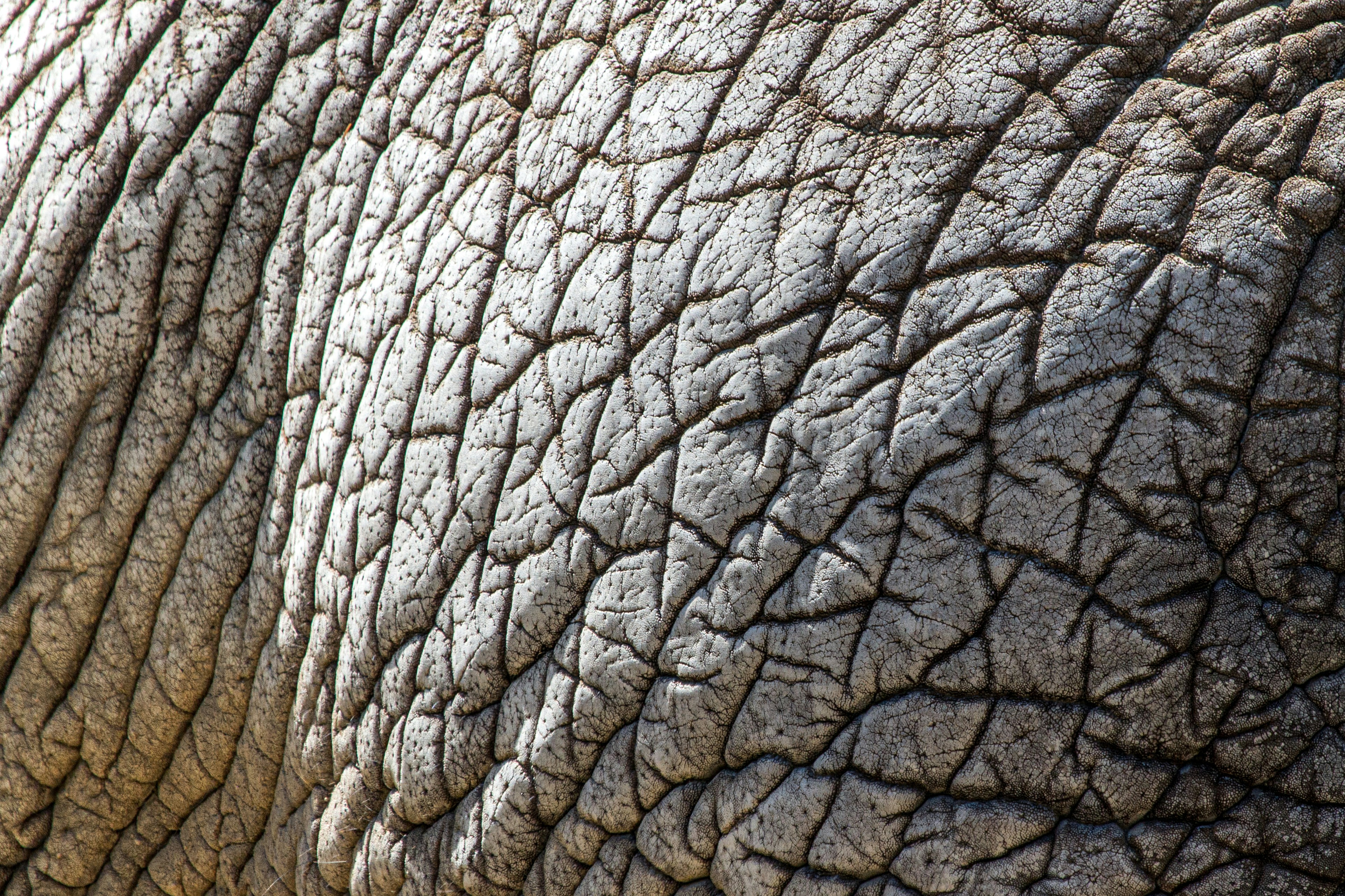 close up photo of gray elephant
