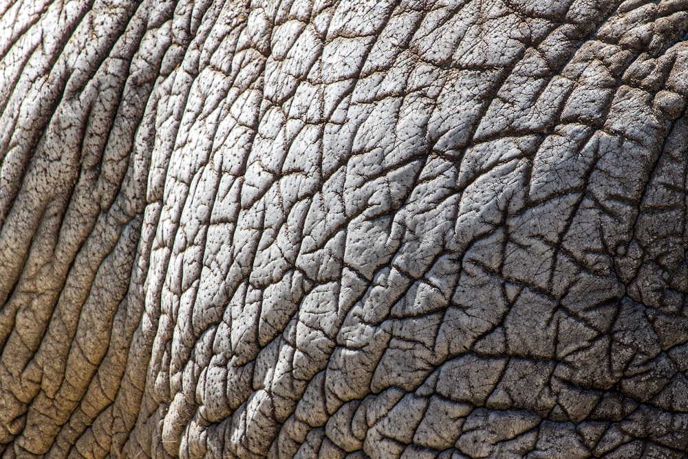 close up photo of gray elephant