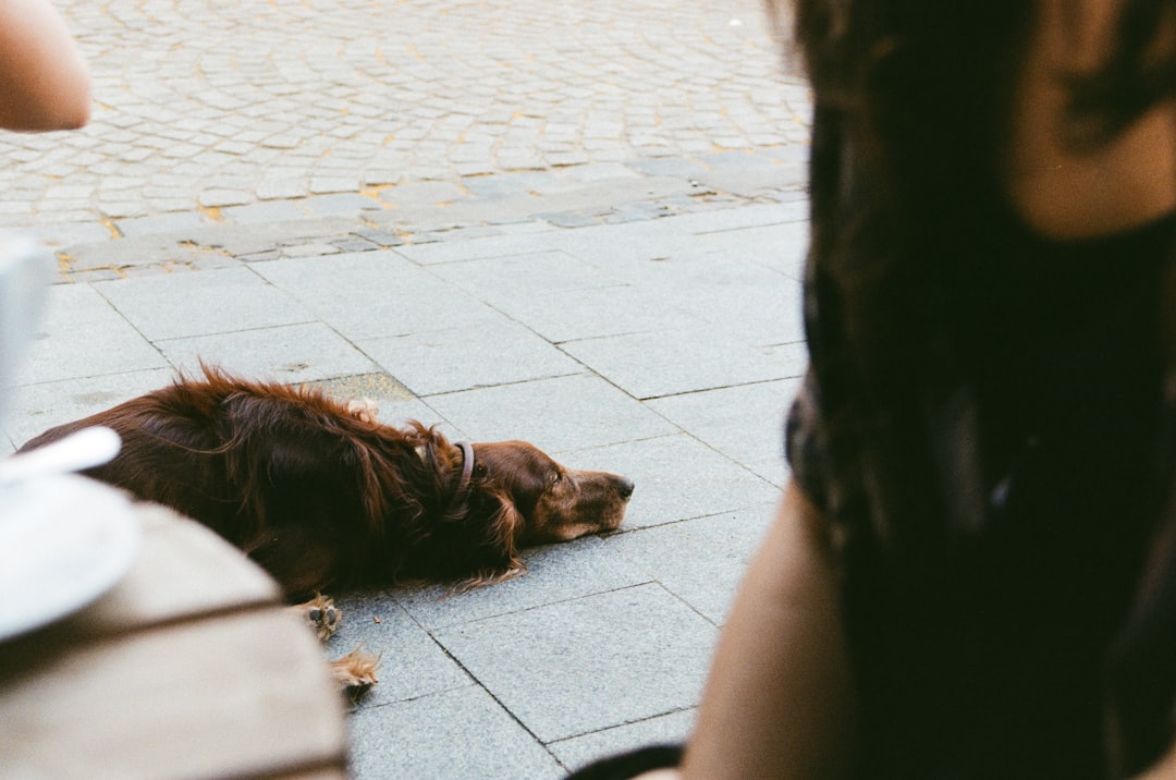 brown long coated dog lying on gray concrete floor