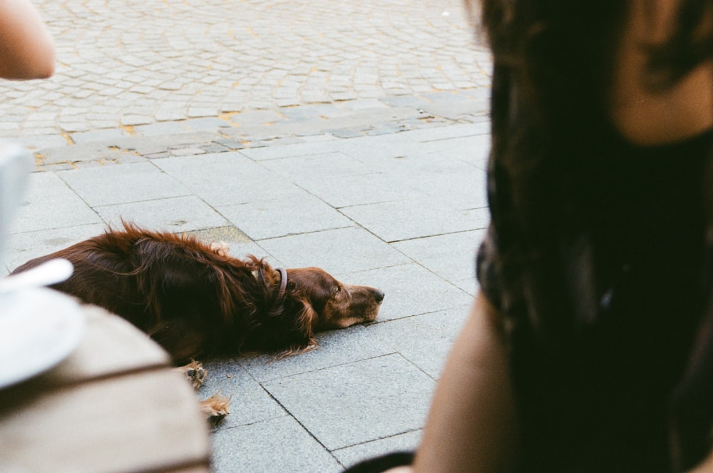 灰色のコンクリートの床に横たわっている茶色の長いコートの犬