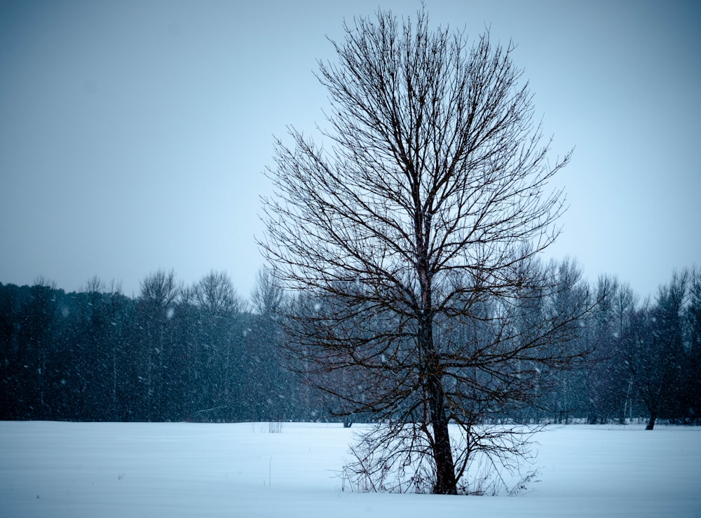 leafless tree on snow covered ground