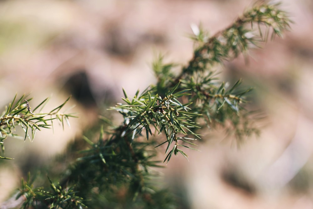 green plant in tilt shift lens