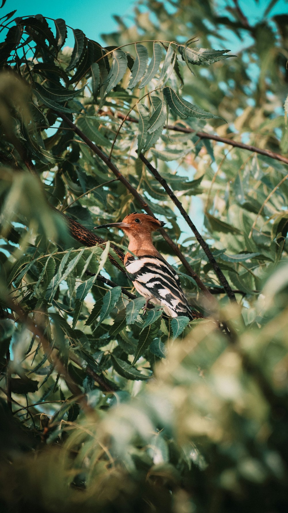 Pájaro marrón y negro en rama de árbol verde durante el día