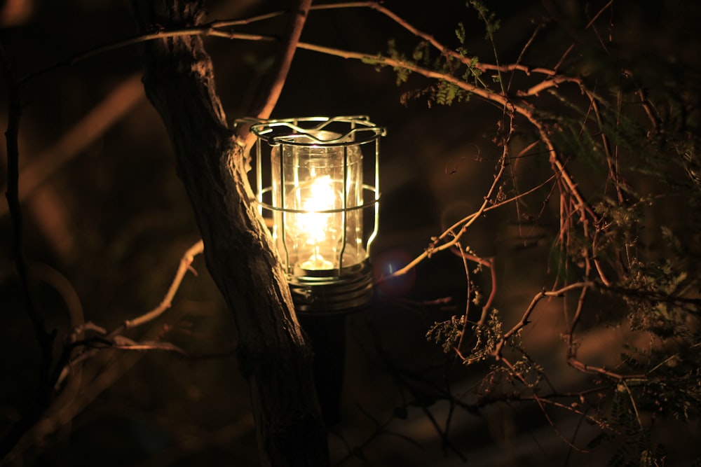 black lantern on brown tree branch