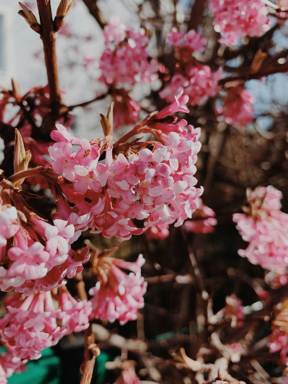 pink flowers in tilt shift lens