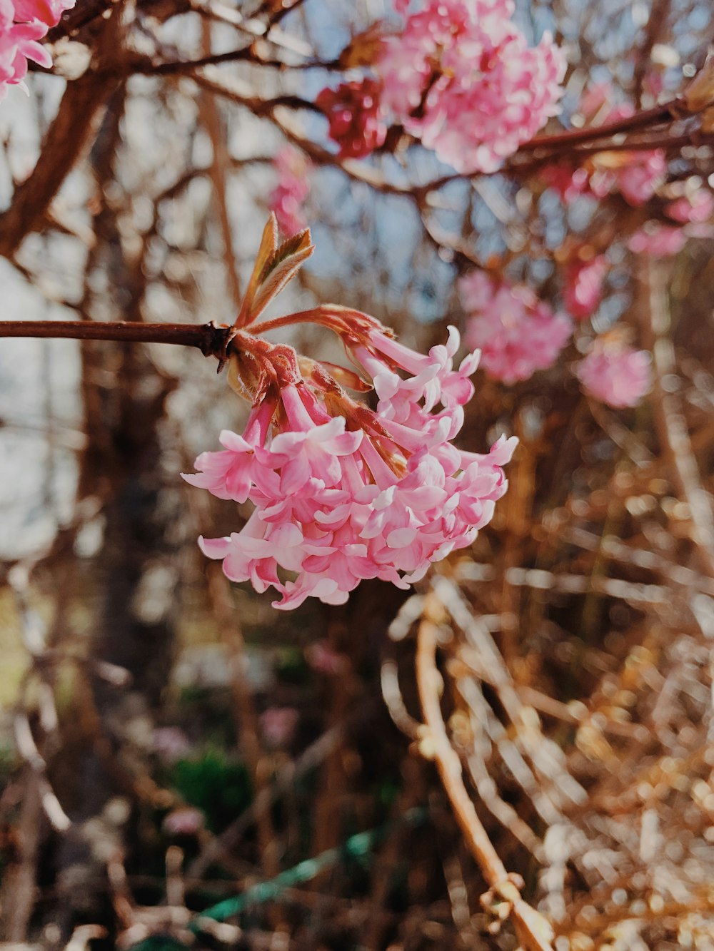 pink flower in tilt shift lens