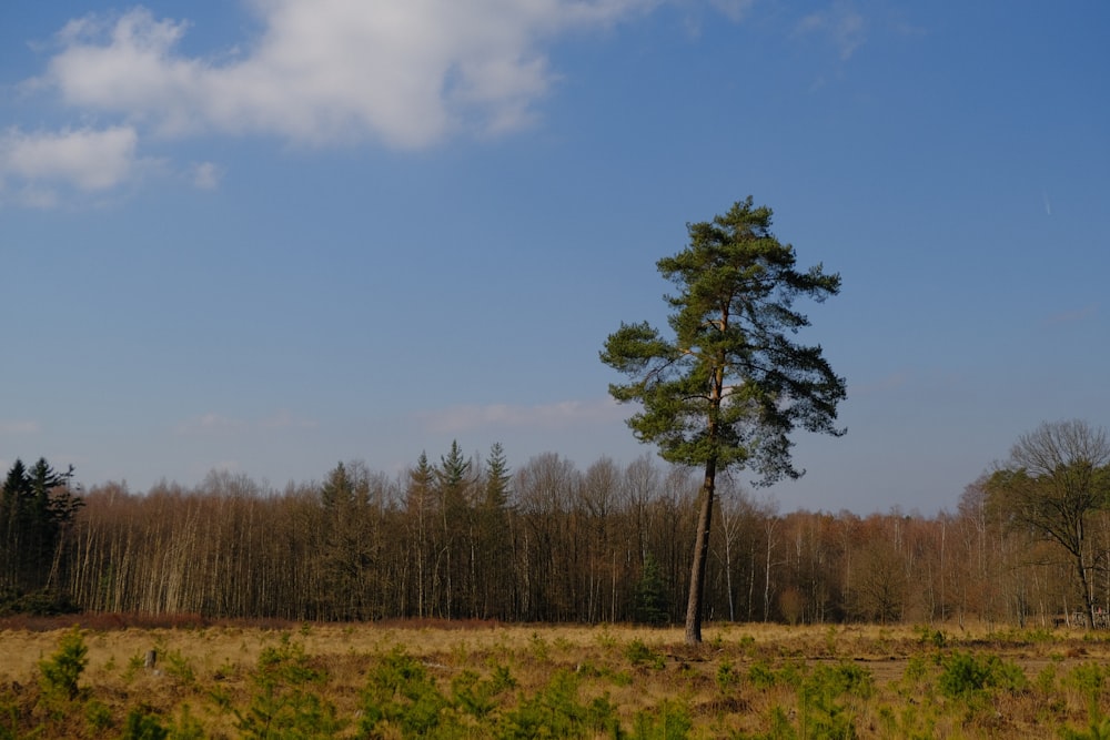 green tree on brown grass field under blue sky during daytime