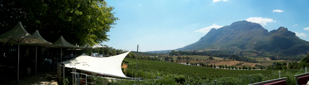A sweeping view of lush vineyard plots under a clear blue sky at Vineavista.