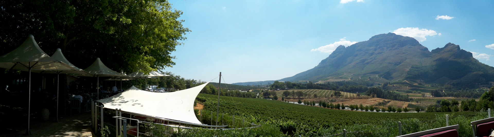 A panoramic view of rolling vineyards under a clear blue sky in the Western Cape.