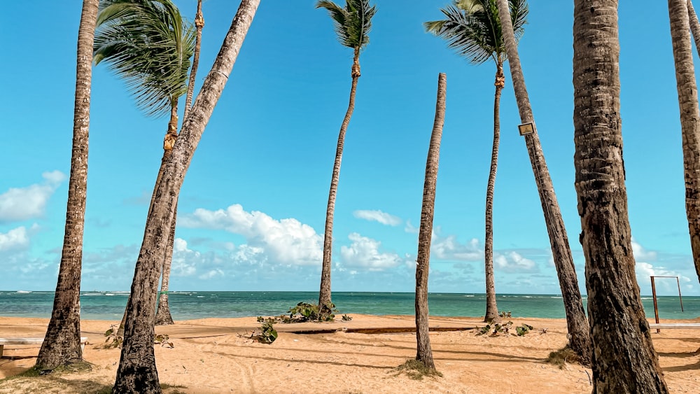 palm trees on beach shore during daytime