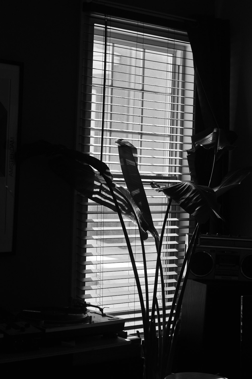 grayscale photo of window blinds