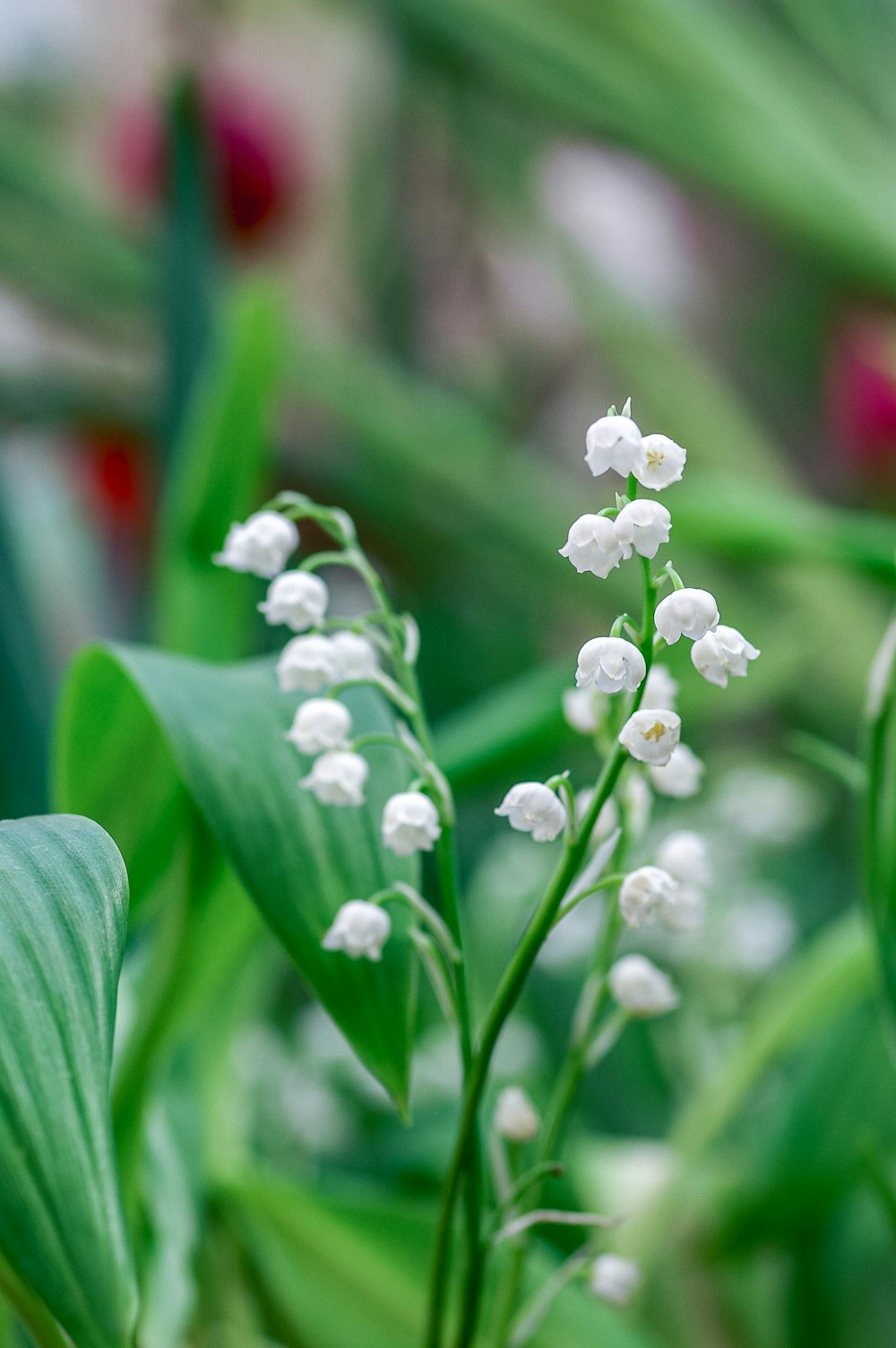 white flower buds in tilt shift lens