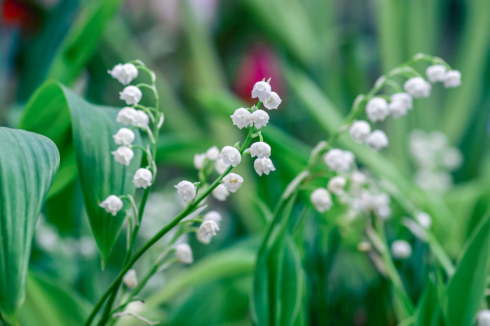 white and pink flower bud in macro lens photography