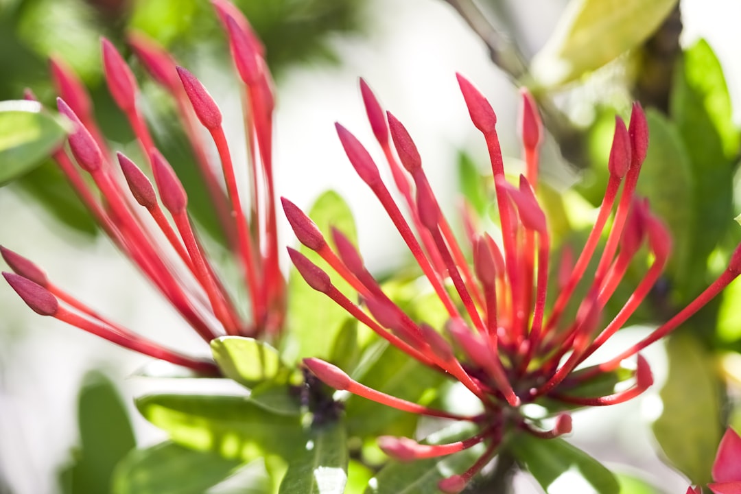 red and green flower in tilt shift lens