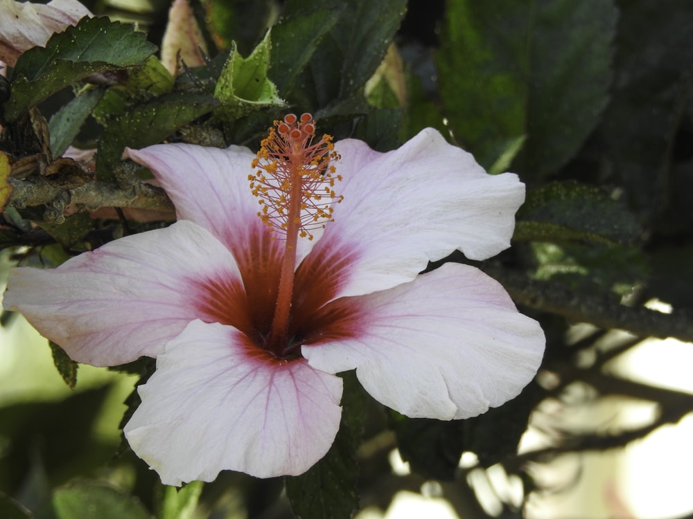 white and pink hibiscus in bloom during daytime