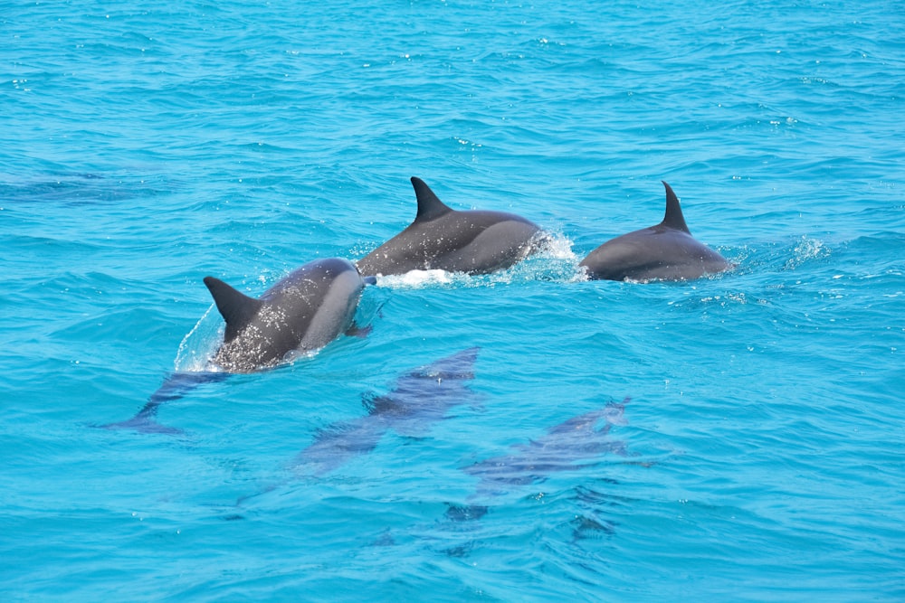 black and white dolphins in blue water