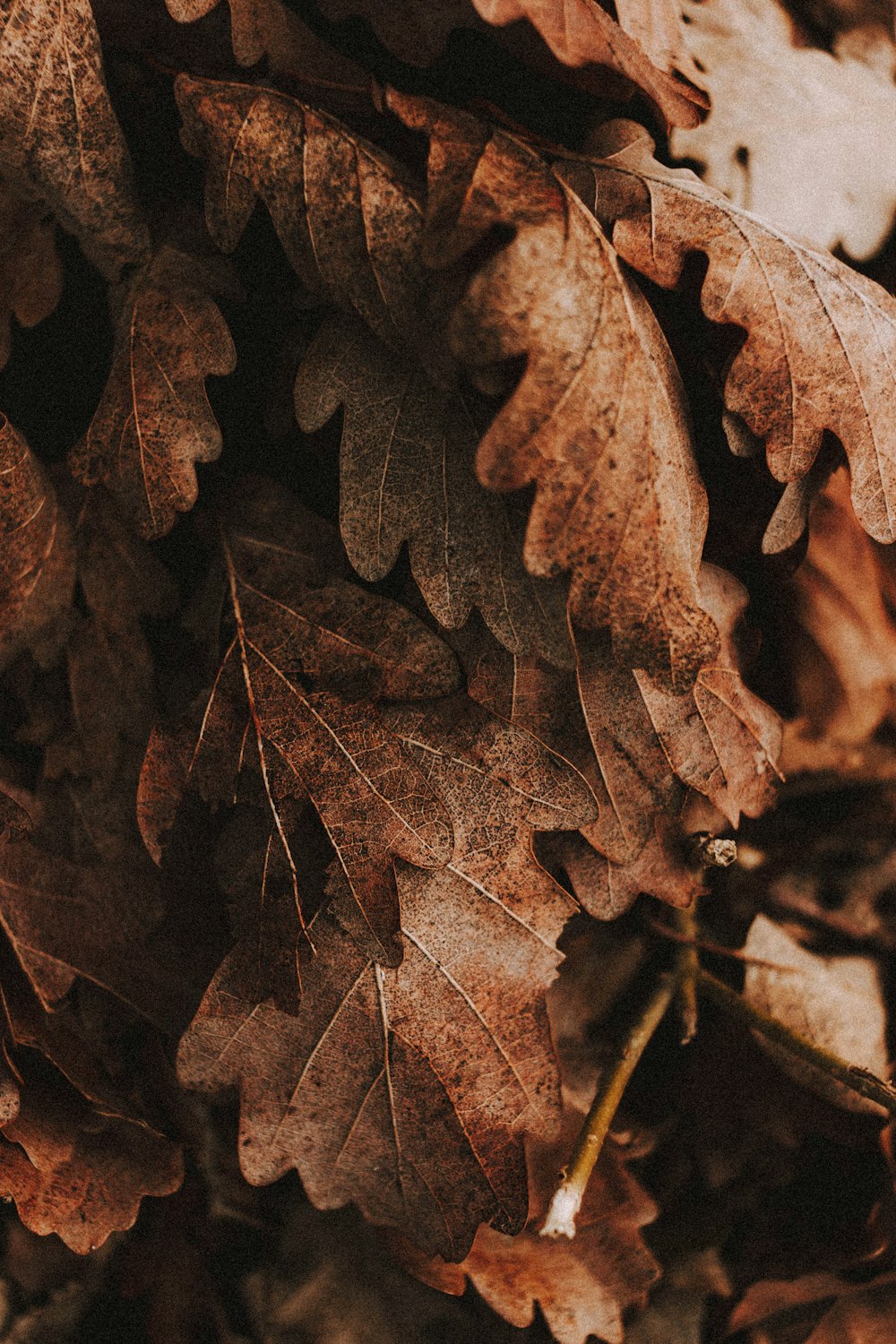 brown dried leaves on ground