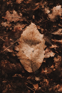 grey maple leaf on brown dried leaves
