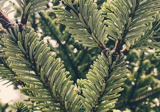 green leaves in tilt shift lens