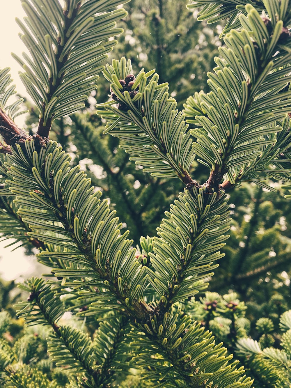 green leaves in tilt shift lens