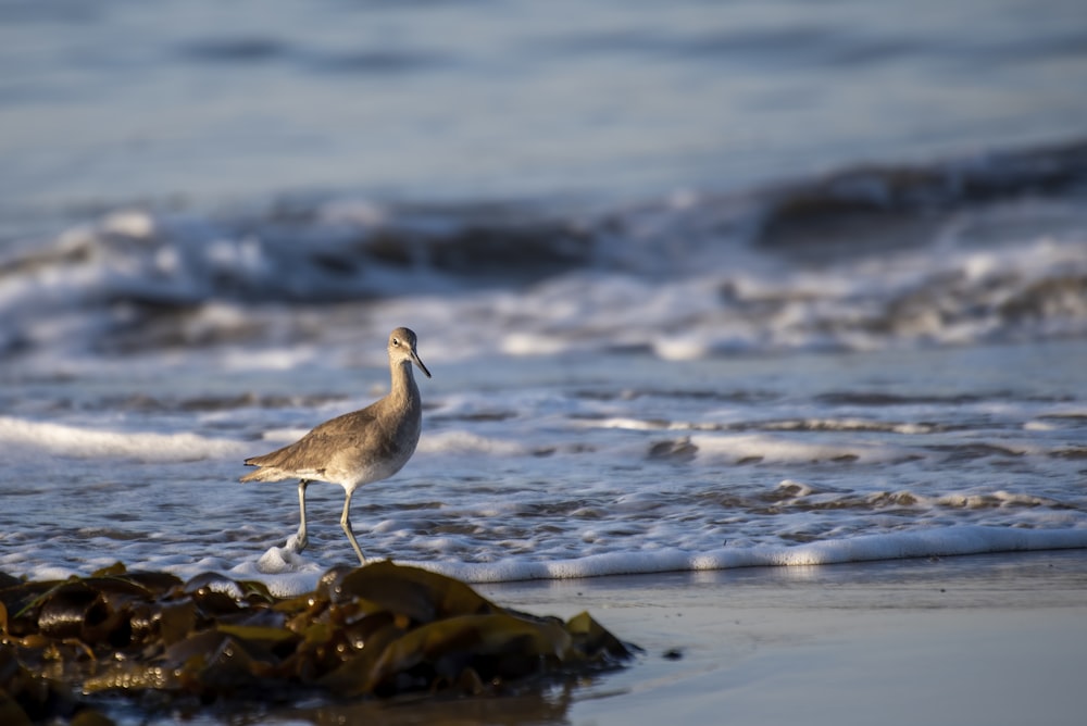 white and gray bird on brown rock near body of water during daytime