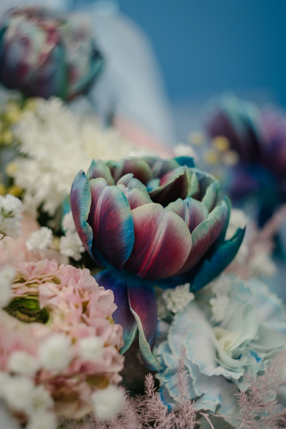 pink and white flower petals