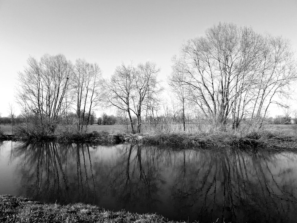 grayscale photo of trees near river