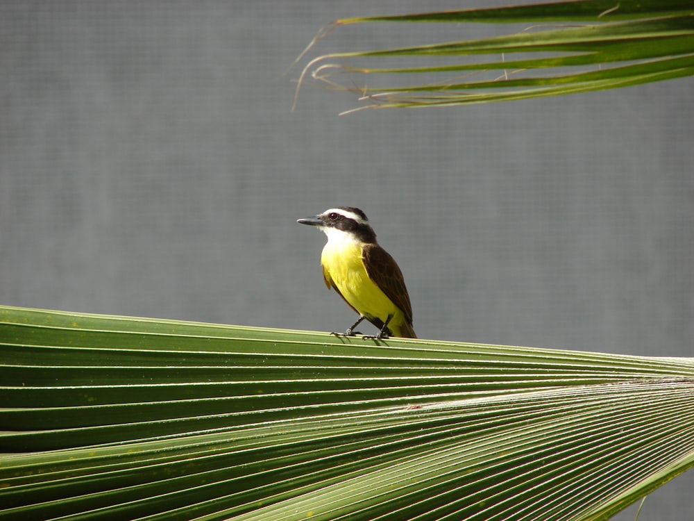 brown and black bird on green leaf