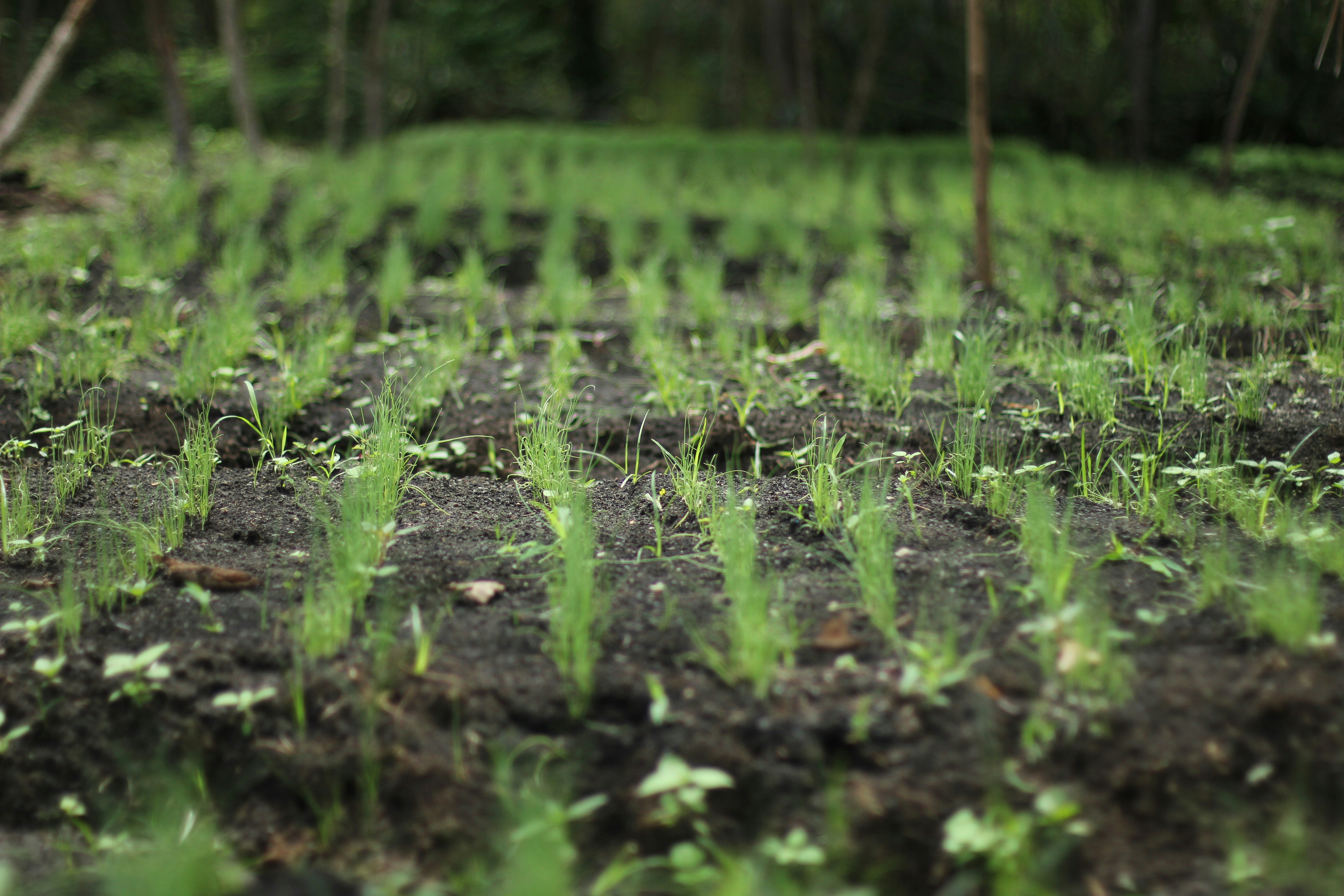 Organic Growth Booster