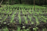 Rows of young seedlings sprout from rich, dark soil in a lush, green environment. The focus is on the neat alignment of the small plants, highlighting the early stages of growth in a natural setting.