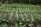 Rows of young seedlings sprout from rich, dark soil in a lush, green environment. The focus is on the neat alignment of the small plants, highlighting the early stages of growth in a natural setting.