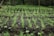 Rows of young seedlings sprout from rich, dark soil in a lush, green environment. The focus is on the neat alignment of the small plants, highlighting the early stages of growth in a natural setting.