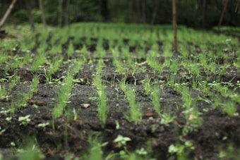 Rows of young seedlings sprout from rich, dark soil in a lush, green environment. The focus is on the neat alignment of the small plants, highlighting the early stages of growth in a natural setting.