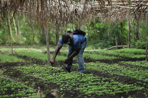 Farmers working in a green field