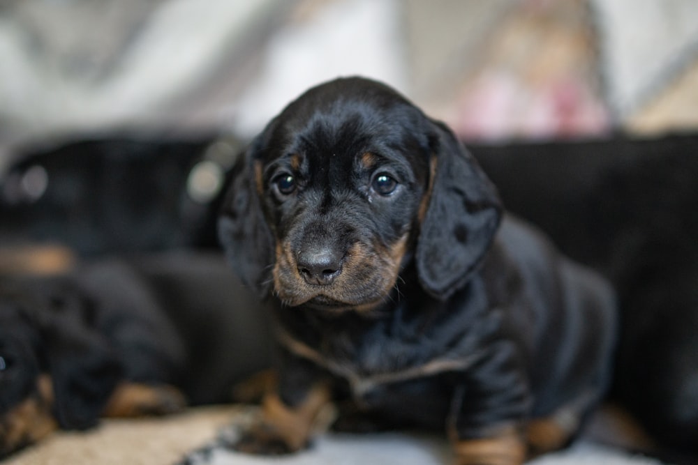 black and brown dachshund puppy