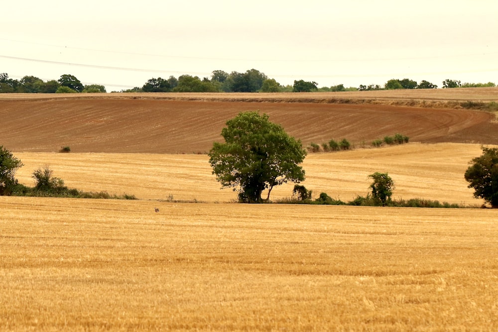 green tree on brown field during daytime