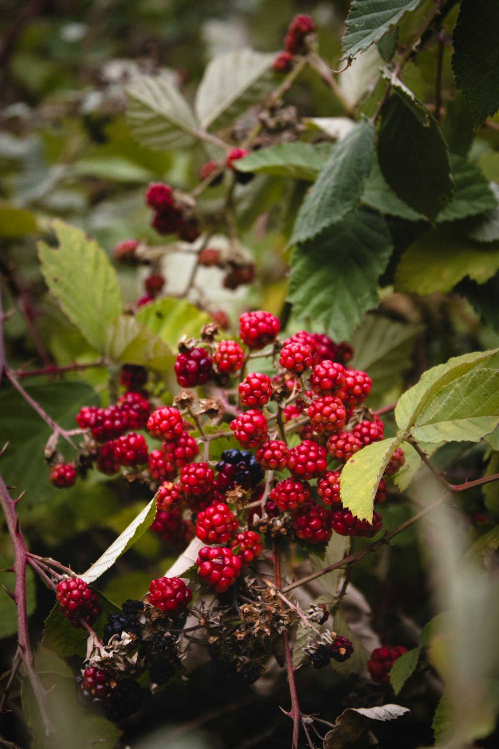 Fruits ronds rouges sur feuilles vertes