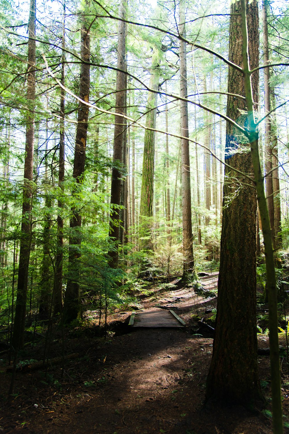 brown trees in forest during daytime