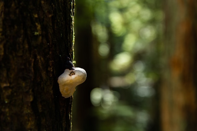 A fungus grows on the side of a tree trunk in a forest setting, with a blurred background of greenery and dappled sunlight.