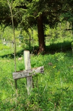 An ancient scroll partially unrolled beside a rustic wooden cross, bathed in soft morning light.