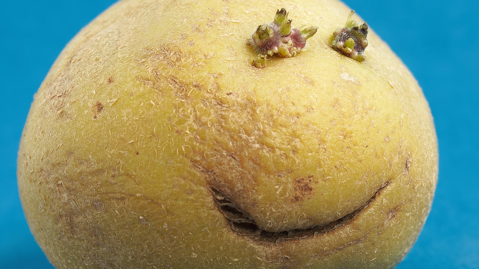 Tips for Successful Potato Planting in Utah
