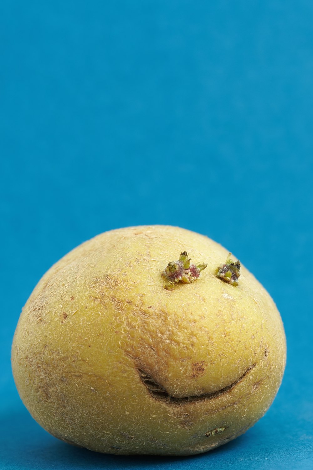 brown round fruit on blue surface