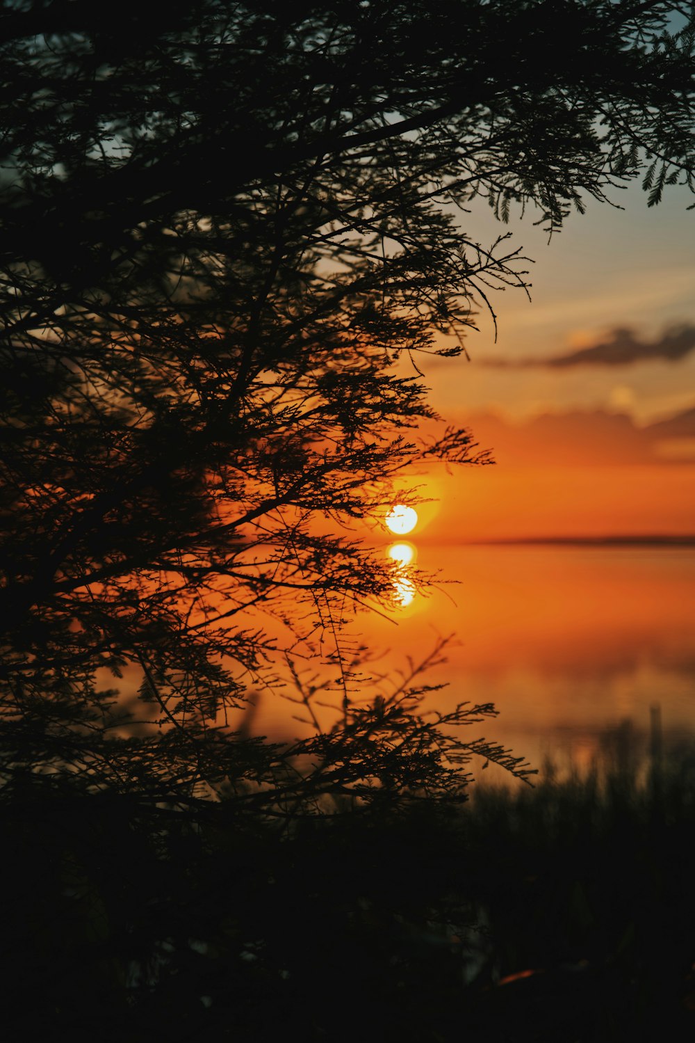 silhouette of trees during sunset